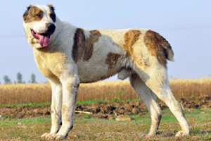 中亞牧羊犬幼犬怎么喂養