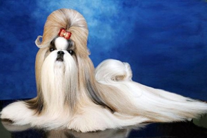 西施犬幼犬怎么養(yǎng)