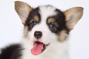 小柯基犬吃什么