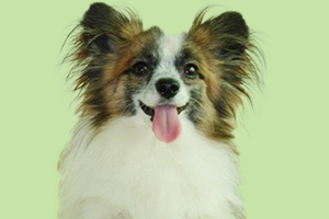 蝴蝶犬怎么修毛