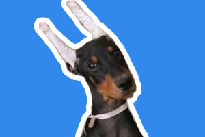 杜賓犬怎樣綁耳朵