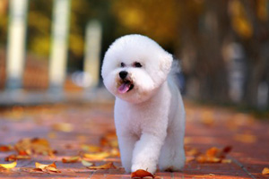 純種比熊犬特征有哪些