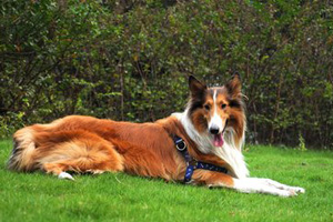 蘇格蘭牧羊犬吃什么好