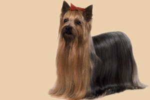 約克夏犬怎么養