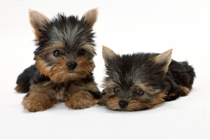 雪納瑞怎么立耳