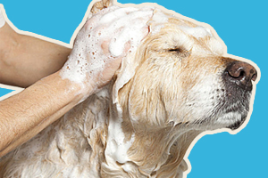 寵物狗香波怎么選擇