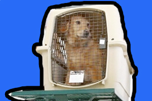 寵物狗托運注意事項有什么