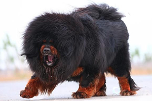 藏獒的飼養方法