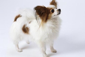 蝴蝶犬吃什么狗糧