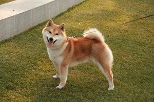 如何喂養日本秋田犬