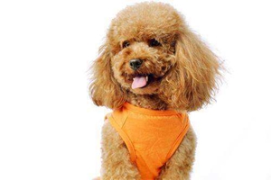 泰迪狗吃什么狗糧好