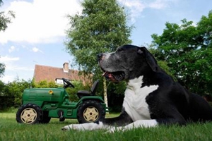 德國大丹犬怎么洗澡