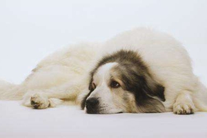 大白熊幼犬怎么養