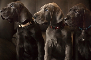 德國大丹犬飼養需知有哪些