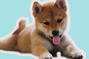 夏天怎么照顧狗狗