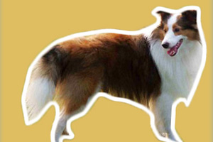 喜樂蒂吃什么狗糧好