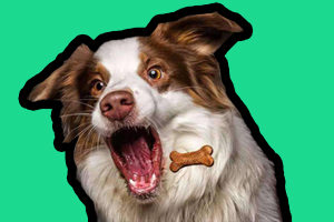 狗零食喂養要注意什么