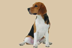 比格犬吃什么狗糧好