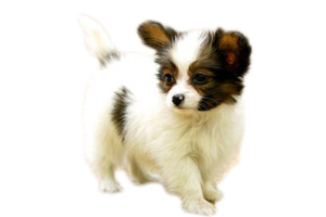 蝴蝶犬幼犬怎么養