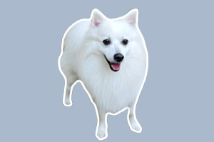 銀狐狗狗應該怎么養