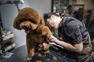 狗狗美容步驟有哪些
