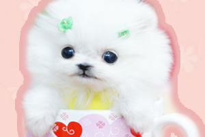 茶杯犬怎么養(yǎng)