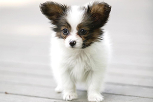 蝴蝶犬幼犬怎么喂養(yǎng)