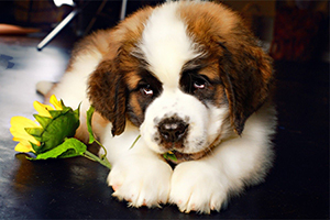 圣伯納幼犬怎么養