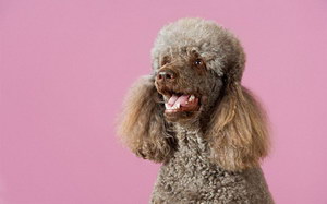 貴賓狗美容方法