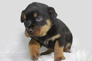 羅威納幼犬喂養方法