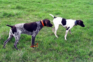 德國短毛波音達怎么養 德國短毛波音達飼養知識