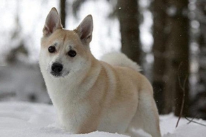 挪威布哈德犬耳朵怎么清潔 挪威布哈德犬耳朵清潔方法