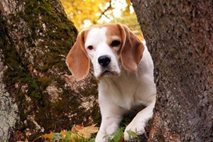 樹叢浣熊獵犬怎么養(yǎng) 樹叢浣熊獵犬飼養(yǎng)要點