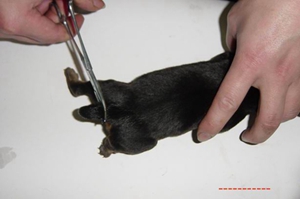 怎么給羅威納犬剪指甲 羅威納犬剪指甲介紹