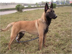 比利時特伏丹犬怎么剪指甲 比利時特伏丹犬剪指甲方法