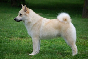 挪威布哈德犬眼睛如何護(hù)理 眼睛護(hù)理步驟