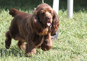 蘇塞克斯獵犬口腔怎么護(hù)理 蘇塞克斯獵犬口腔護(hù)理方法