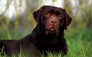 拉布拉多牙齒怎么清潔 拉布拉多口腔護(hù)理流程