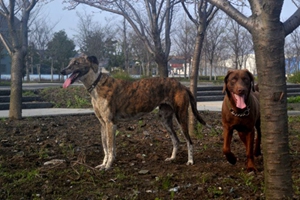 德國短毛波音達性格怎么樣 德國短毛波音達性格介紹