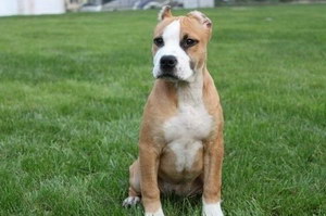 斯塔福郡斗牛梗耳朵怎么清潔 斯塔福郡斗牛梗耳朵護理方法