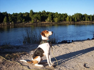 樹叢浣熊獵犬怎么洗澡 樹叢浣熊獵犬洗澡教程
