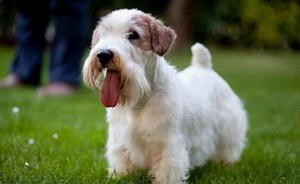 錫利哈姆梗牙齒怎么清潔 錫利哈姆梗口腔護(hù)理流程