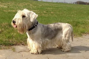 錫利哈姆梗怎么養 錫利哈姆梗飼養注意事項