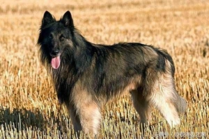 比利時特伏丹犬怎么護理 毛發護理方法介紹