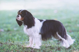 英國玩具獵鷸犬牙齒怎么護理 英國玩具獵鷸犬牙齒護理方法