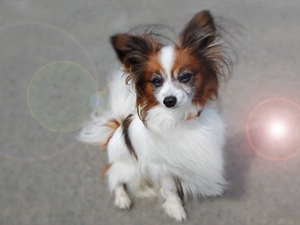 英國玩具獵鷸犬耳朵怎么清潔 耳朵清潔方法