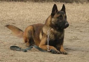 比利時特伏丹犬怎么梳毛 比利時特伏丹犬梳毛步驟