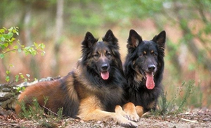 比利時特伏丹犬怎么養 比利時特伏丹犬飼養方法