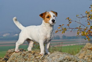 杰克羅素梗怎么自制狗糧 杰克羅素梗自制狗糧配方推薦