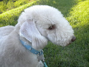 貝靈頓梗牙齒怎么清潔 貝靈頓梗口腔護(hù)理方法